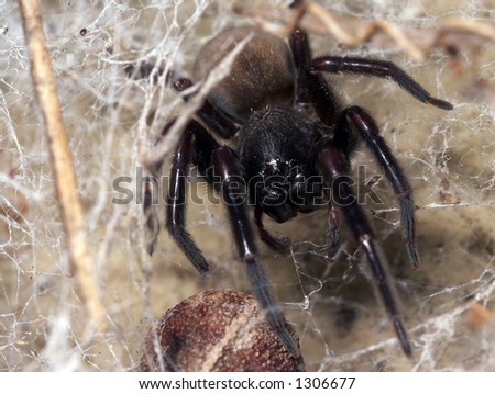 A Black House Spider and it\'s web