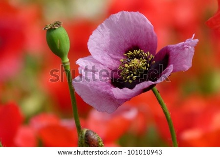 Be Different ! Opium Poppy between Red Poppy Flowers