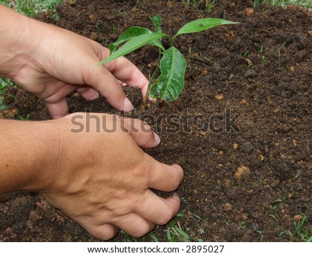 Planting a tree with the dirty hands