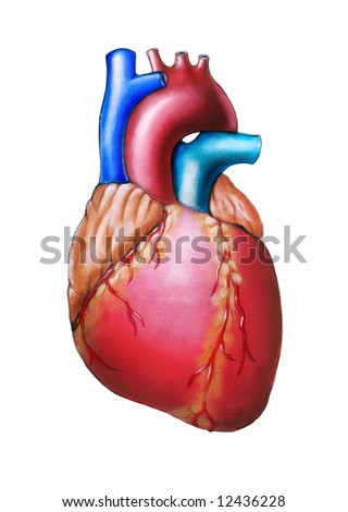 Human Heart Anatomy. Original Hand Painted Illustration. - 12436228 ...