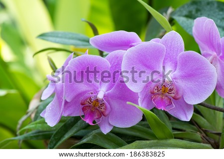 Purple orchid, flowering Bush close up