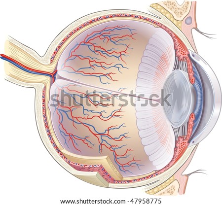 Anatomical Structure Of Human Eye Stock Photo 47958775 : Shutterstock