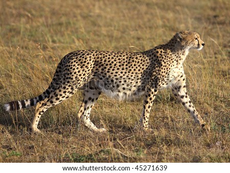 Pregnant Cheetah In The Masai Mara Stock Photo 45271639 : Shutterstock