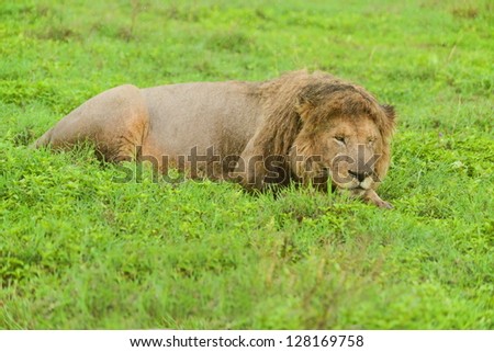 Lion sleeps in the grass in Ngorngoro crater