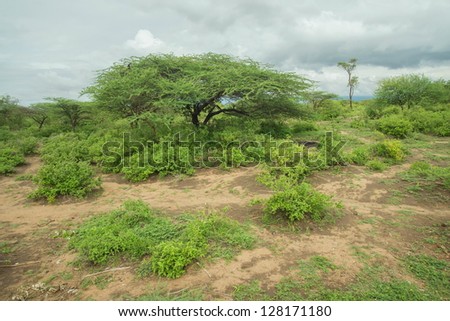 Landscape of Tanzania near Hadzaabe territory at lake Eyasa