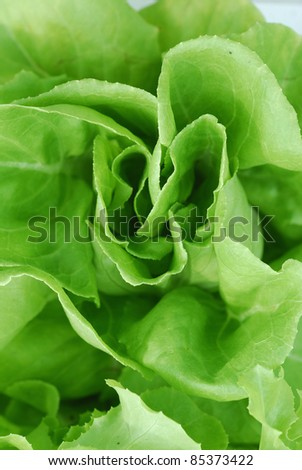 Butter-head lettuce