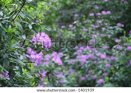 Rododendrons in an English Country garden