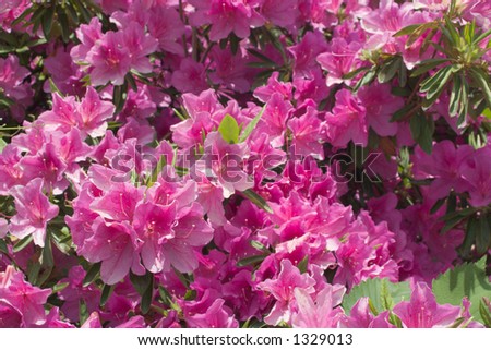 Gorgeous bright pink azalea flowers fill the frame.  The flowers towards the background recede into softer focus.