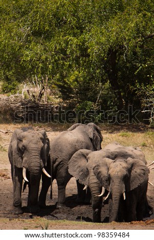 Elephants mud bath