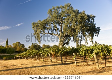 A large oak tree shades a California vineyard in late summer