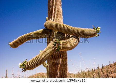 A strange Saguaro cactus with spring blossoms appears to point hikers to all points of the compass.