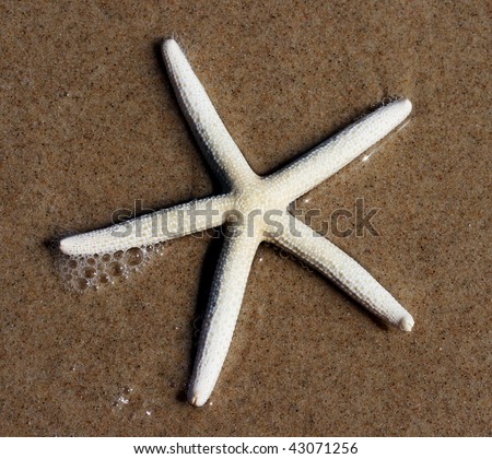 A star fish grazing on the shoreline, with bubbles coming of air coming out as it scavenges in the sand.