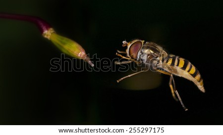 hover fly hovering in front of a flower bud