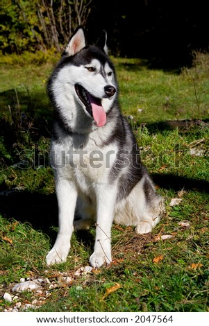 husky dog posing