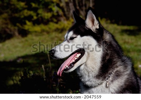 husky dog posing, profile