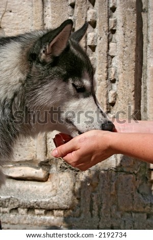 husky dog drinking water from a woman\'s hands