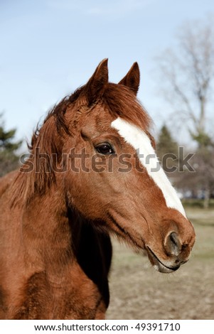 Similar – Image, Stock Photo Chestnut mare with broad blaze