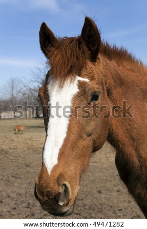 Similar – Image, Stock Photo Chestnut mare with broad blaze