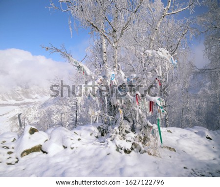 Similar – Image, Stock Photo Birches in the winter