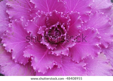 Decorative cabbage similar to a rose