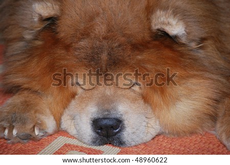 Sleeping dog