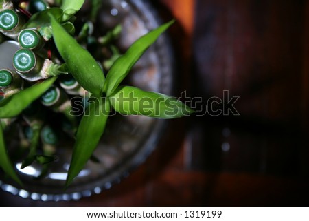 An ornamental green bamboo plant painted with light.