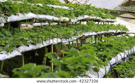 Rows and stacks of strawberry plants in a greenhouse at the strawberry farm.