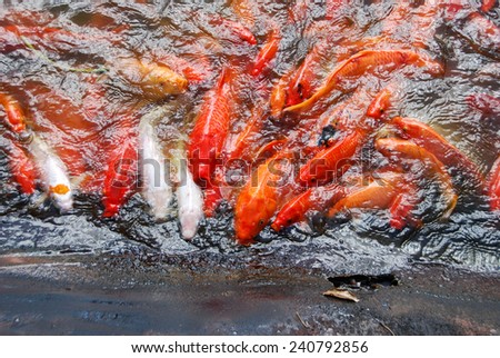 Gold fish fighting for food