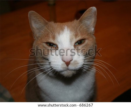 Family cat with wet nose