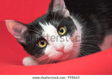 Black and white Cat looking at the camera