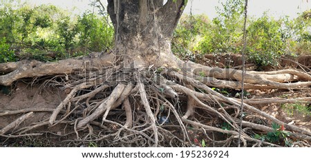 unusual long curved roots of a tree near the water