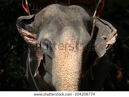 beautiful close-up portrait of an elephant in the jungle