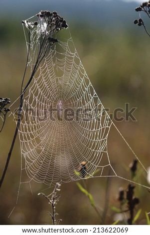 lovely thin web in the morning