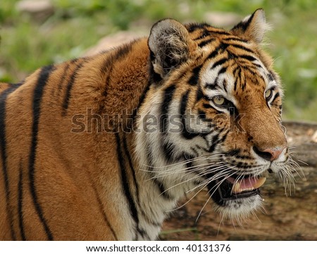 Closeup of angry tiger in the wild