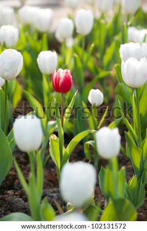 One red tulip in a sea of white tulips.