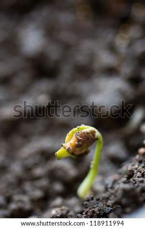 Close-up of seedling of bean growing out of soil