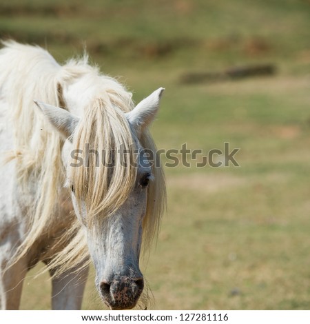 Single white horse in field.