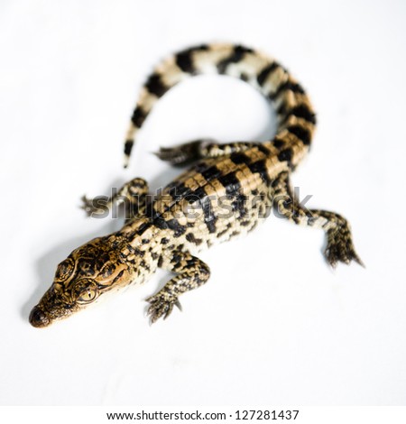 Little Baby Crocodile Isolated On White. Stock Photo 127281437 ...