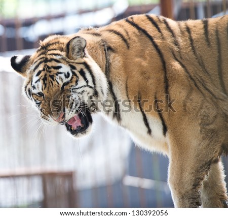 manchurian tiger open its mouth.