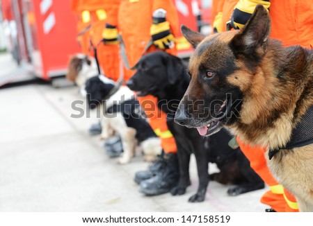 The dogs in a row are being trained to rescue.