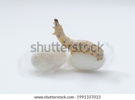 Similar – Image, Stock Photo spinning moths on a bush