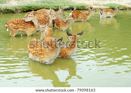 deers cooling off in a pond  on sunny day