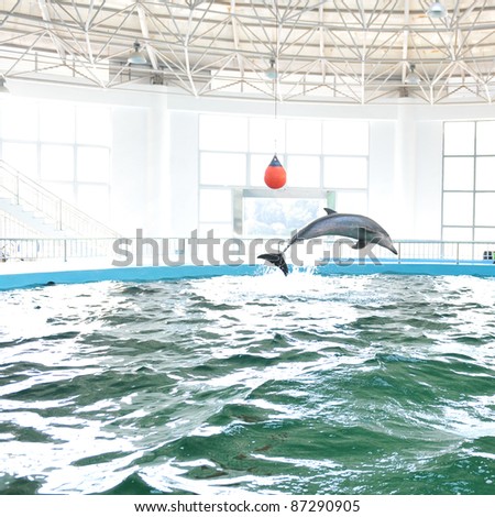 Bottle-nose dolphin jumping out of water