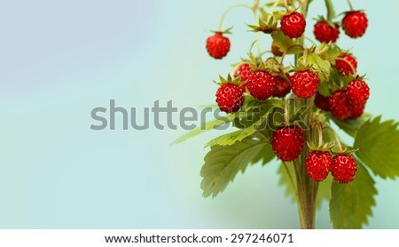 Strawberries. bouquet of berries and leaves of wild strawberry