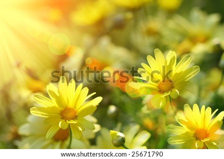 Closeup of yellow daisies with warm rays from the sun