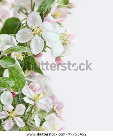 Spring apple blossoms on soft pink background
