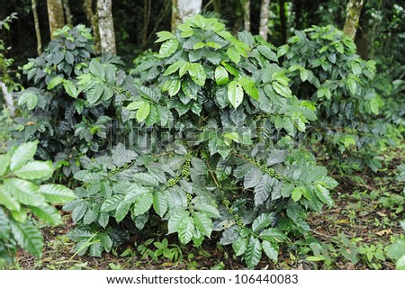 Coffee trees - Coffee plant
