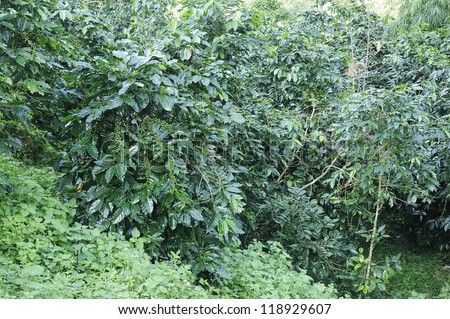Coffee trees - Coffee plant - Coffee bean on tree - Coffee tree with ripe