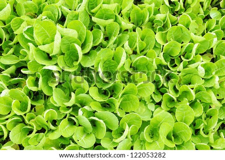 Lettuce - lettuce farm - fresh - green vegetable