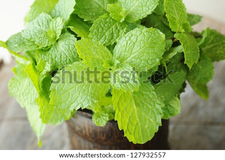 mint - mint leaves - herb